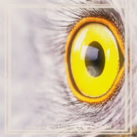 at_1720691498424810.png