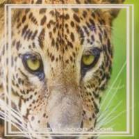 at_172069178716844.png