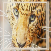 at_172069178720956.png