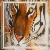at_172069178725458.png