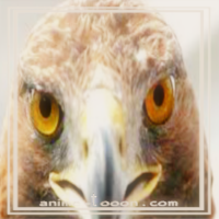 at_172069206730344.png