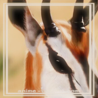 at_172069266813242.png