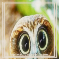 at_172069291685647.png