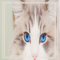 at_172069321106396.png