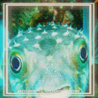 at_172069378033394.gif