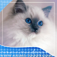 at_174625924269779.png