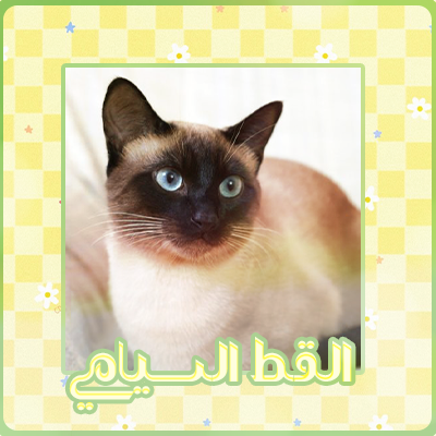 at_174893584841911.png