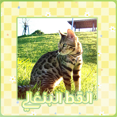 at_174894611157261.png