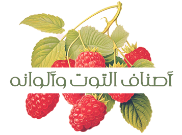 at_175485751419742.png